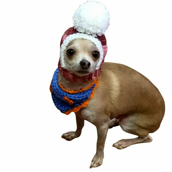A Che Ora Le Orecchie Dei Chihuahua Stanno In Piedi 5 Fatti Sorprendenti