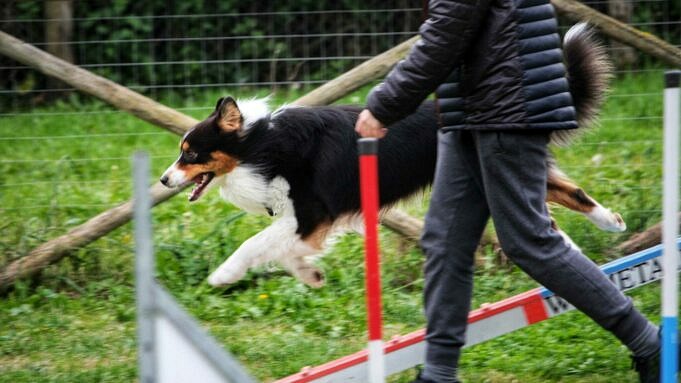 Addestramento Di Agilità Per Cani. Modi Divertenti Ed Efficaci Per Mantenere Attivo Il Tuo Cane
