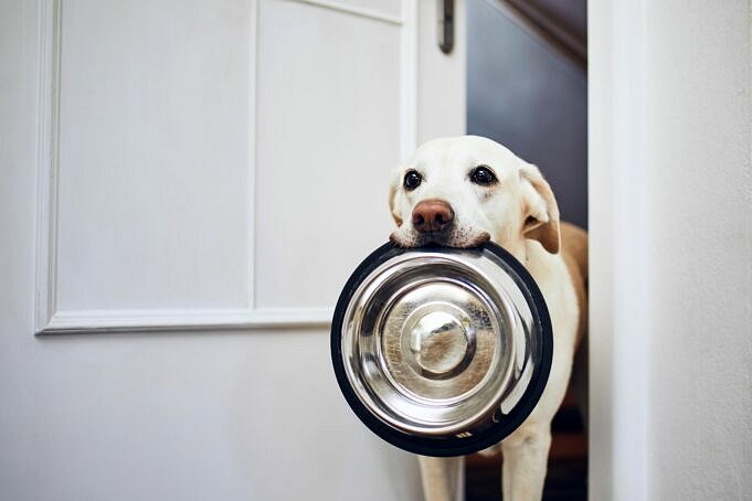 Battito Di Denti Di Cane: Cosa Significa Per Il Tuo Animale Domestico