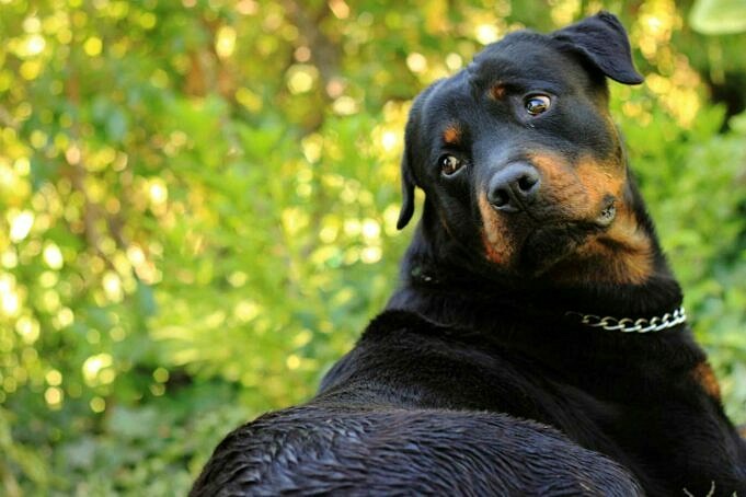 I Rottweiler Sono Buoni Cani Da Guardia? Differenze Tra Maschio E Femmina