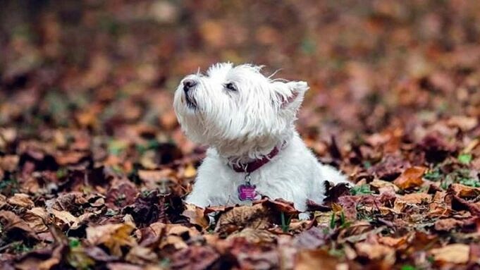 Perché Il Mio Vecchio Cane Ha Un Cattivo Odore? Una Guida All'odore Canino!