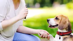 È possibile che un cane sordo senta il fischio del cane